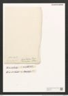 Campylodiscus triumphans A. Schm. (de-Toni-Nr.: Genus 57, Species 2446) Zeichnungen Sammlung Grunow (NHMW-BOT-W0373116)